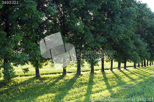 Image of   trees in  summer 