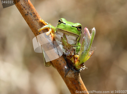 Image of Green frog