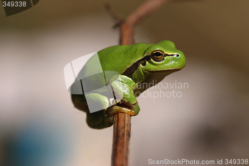 Image of Green hyla frog
