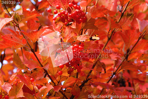 Image of Viburnum leaves and fruit