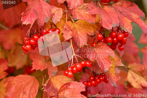 Image of Autumn colors