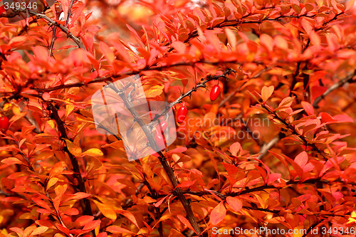 Image of Autumn cotoneaster