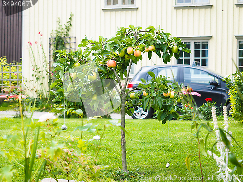 Image of Small apple tree in front of beige house in garden, fresh green 