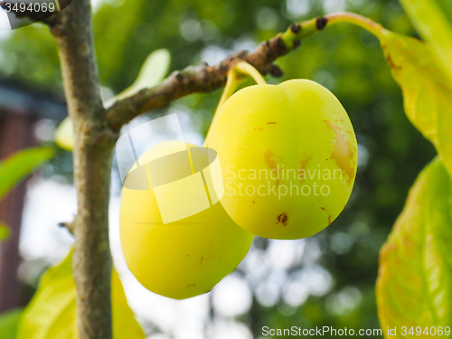 Image of Two green ripe plums on closeup at summer