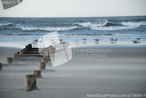 Image of Gulls on the beach