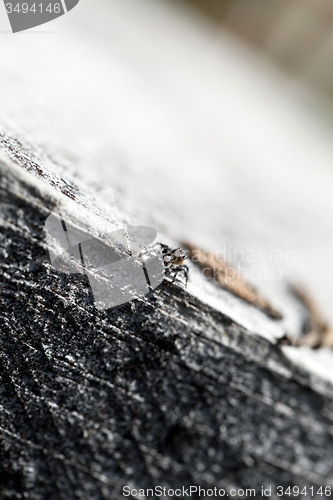 Image of Zebra Jumper Spider