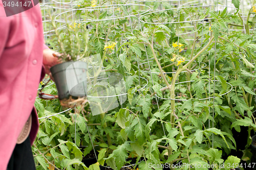 Image of Gardener with Tomato Plants