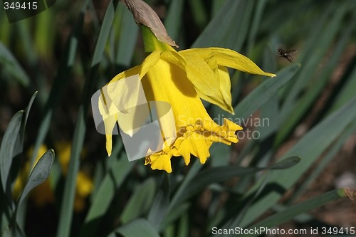 Image of Daffodil with fly