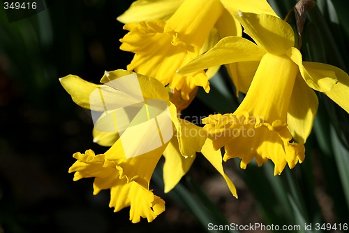 Image of Daffodil