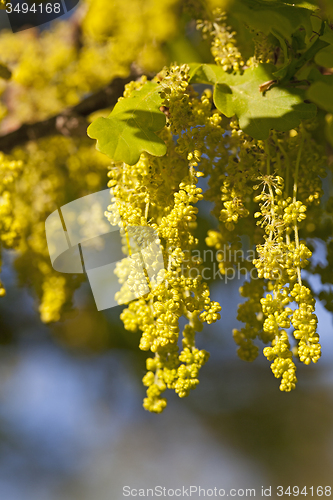 Image of oak flower  