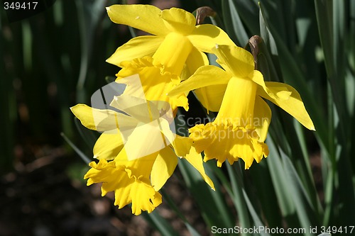 Image of Daffodil