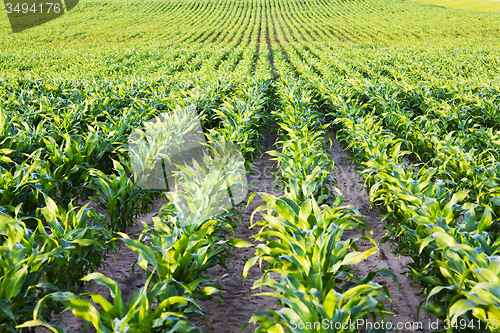 Image of  grow corn