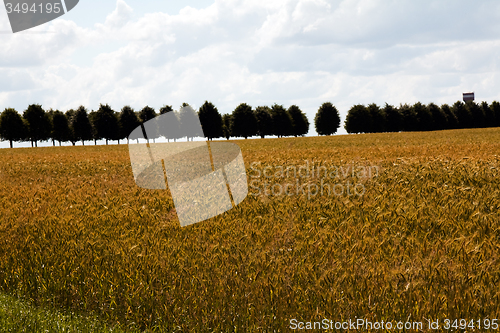 Image of  harvest company