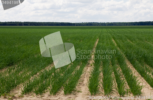 Image of agricultural field 