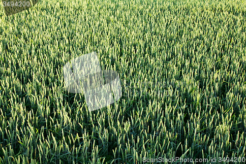 Image of  green unripe grains