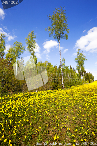 Image of the spring wood  