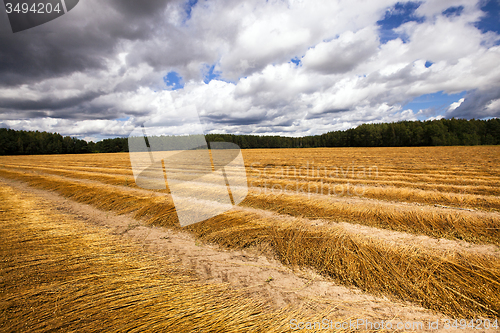 Image of flax cleaning  