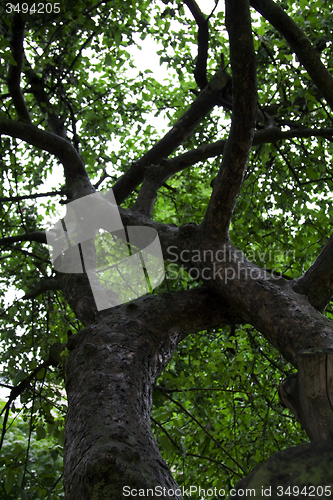 Image of   trees in  summer 