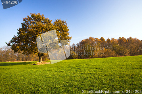 Image of   trees   in  autumn  