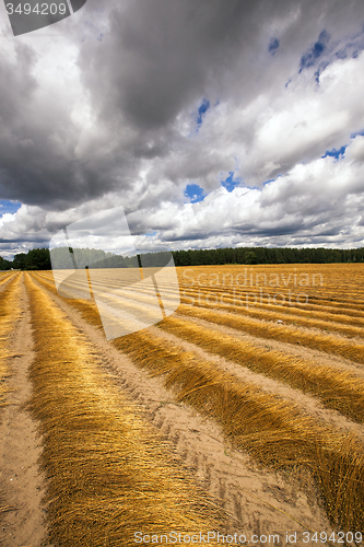 Image of flax cleaning  