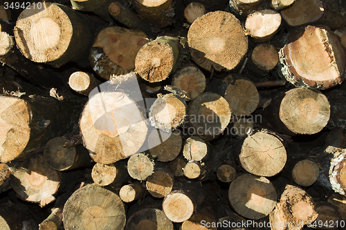 Image of   sawed trees