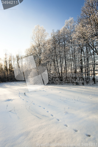 Image of winter forest  