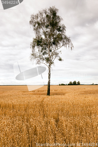 Image of birch in the field  