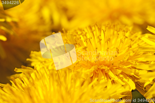 Image of dandelions  