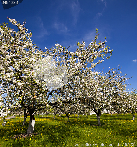 Image of cherry-tree flowers  