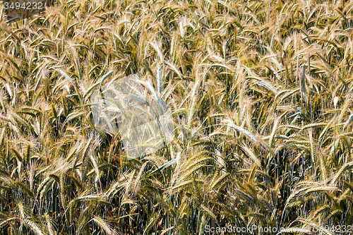 Image of  harvest company