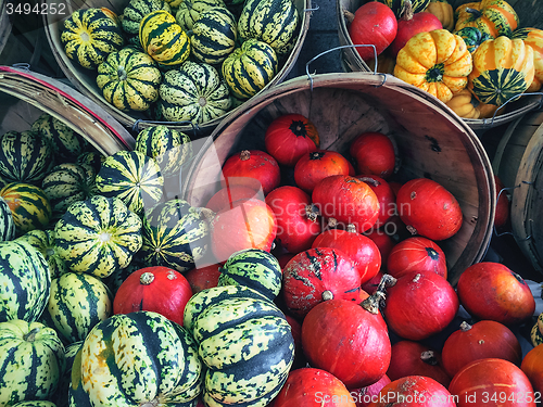 Image of Variety of colorful squashes at the market