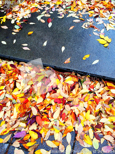 Image of Red and yellow leaves on stone steps