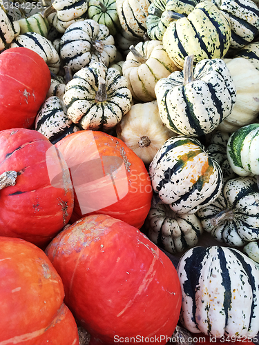 Image of Variety of colorful squashes