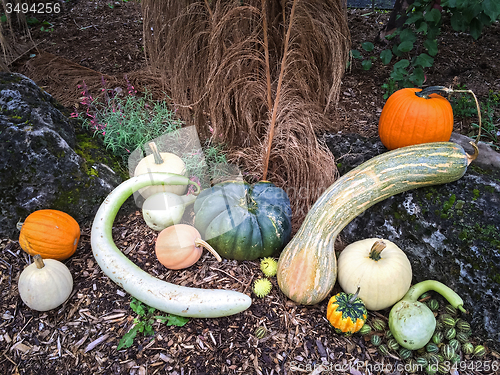 Image of Autumn vegetables decorating a garden