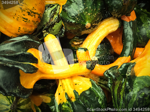 Image of Green and yellow decorative gourds