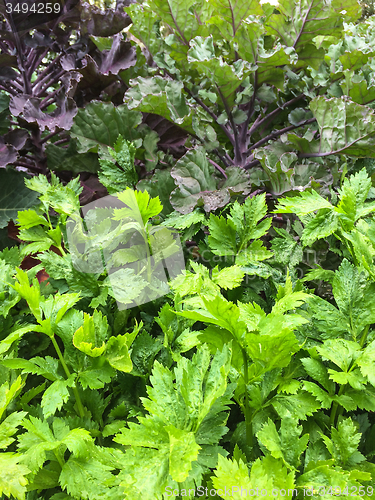 Image of Parsley and lettuce in the summer garden