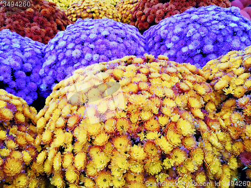 Image of Marketplace with colorful autumn chrysanthemums