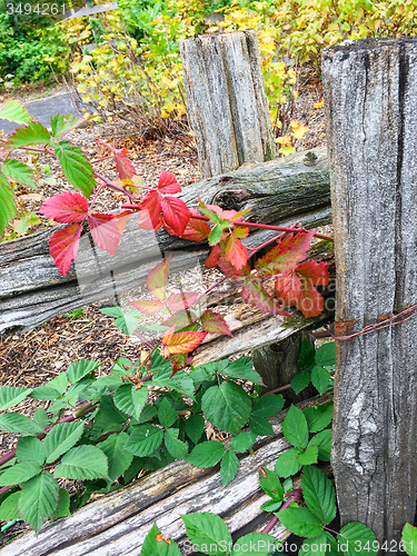 Image of Colorful plants and wooden fence
