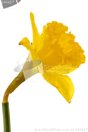 Image of Daffodil