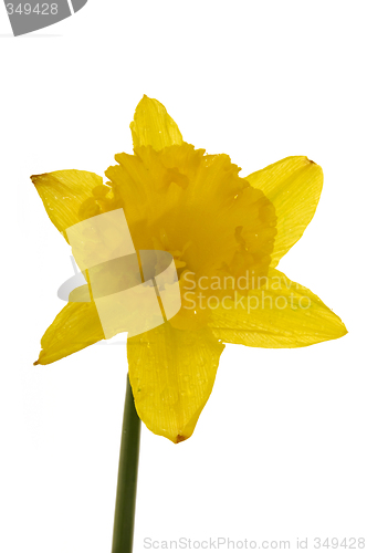 Image of Daffodil