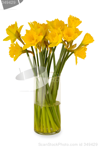 Image of Daffodils