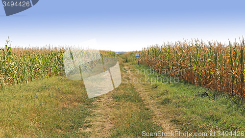Image of Corn Field