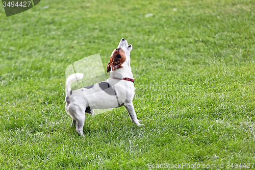 Image of Jack Russell Terrier