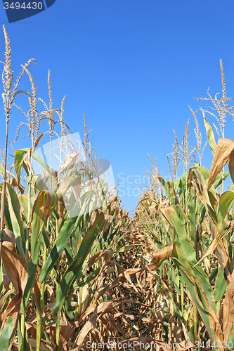 Image of Corn Crops
