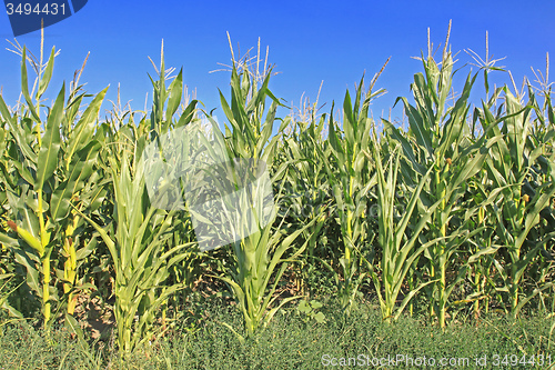 Image of Maize Corn