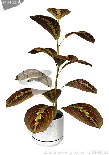 Image of Prayer Plant