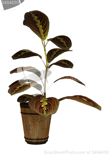Image of Prayer Plant
