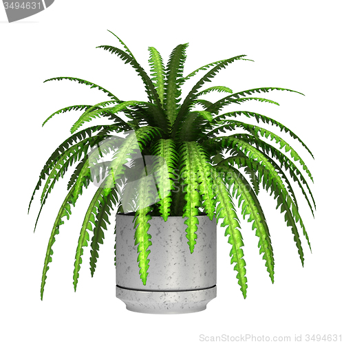 Image of Boston Fern