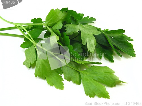 Image of Parsley