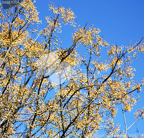 Image of yellow flower in the tree plant morocco africa